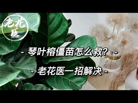 琴葉榕招陰|琴葉榕招財嗎？專家告訴你正確照顧方法，助你財源廣進